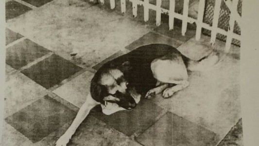 Misiones: un juez ordenó la detención de un perro por "molestias y daños de consideración"