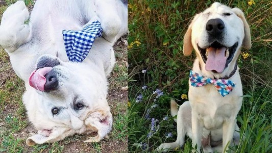 La historia del labrador deforme que no conseguía quien lo adoptara