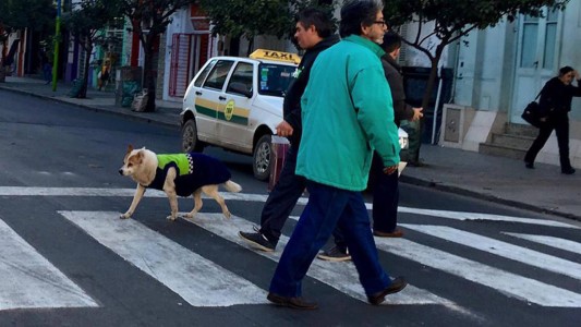 Murió Azul, el perro de la Policía tucumana que paseaba uniformado por el barrio