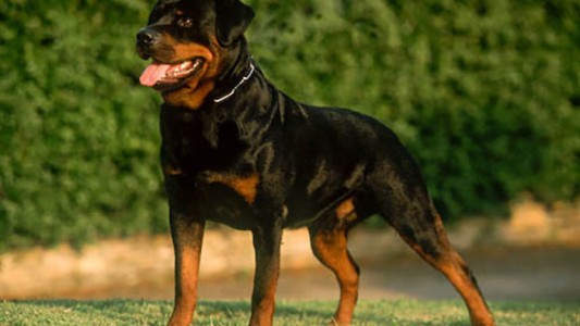 Una mujer abandonó a un bebé recién nacido y fue cuidado por un perro rottweiler toda una noche
