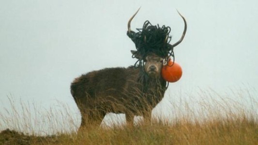 Alerta mundial: la basura marina también afecta a los ciervos