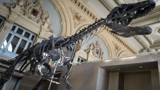 Científicos en alerta: cada vez más fósiles de dinosaurios terminan en casas de millonarios