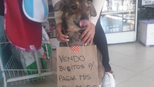 La historia de Norberto, el perrito que "vende" para poder tratarse por un cáncer