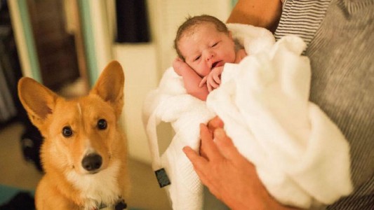 Fotos conmovedoras: el perro que apoya a su dueña en el momento de dar a luz