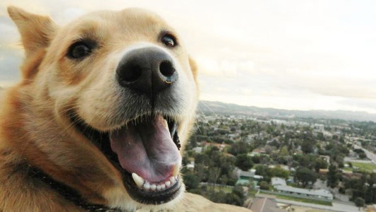 Video conmovedor: el perro que empuja la silla de ruedas de su dueño