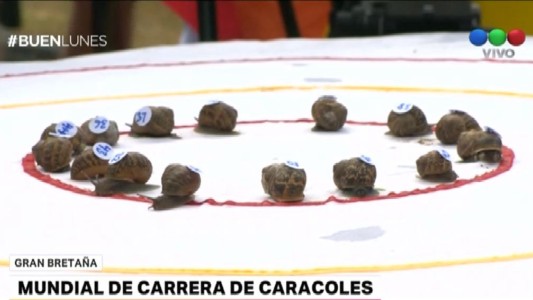 Se celebró el mundial de carreras de caracoles