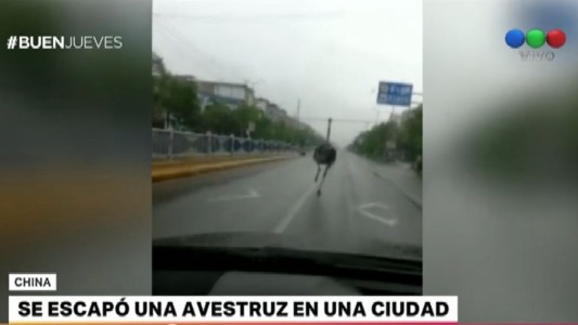 Un avestruz se escapó de una granja y recorrió las calles de China