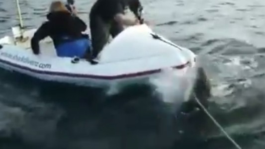 Feroz ataque de un tiburón blanco a una lancha con dos documentalistas