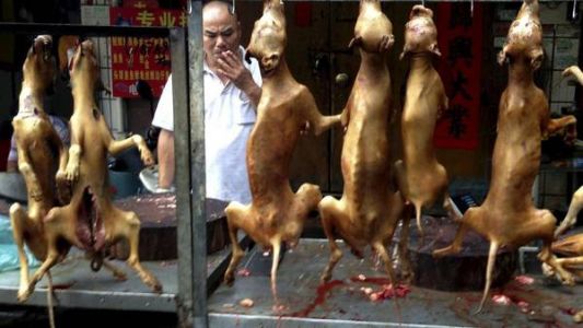 Pese a las críticas, mataron a 10 mil perros para una feria gastronómica