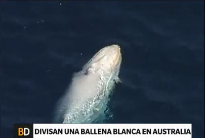 Australia: la ballena blanca que tiene cuenta de Twitter