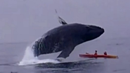 Video: una ballena les saltó arriba del kayak y sobrevivieron