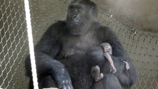 Conmueve la gorila que se niega a separarse de su bebé muerto