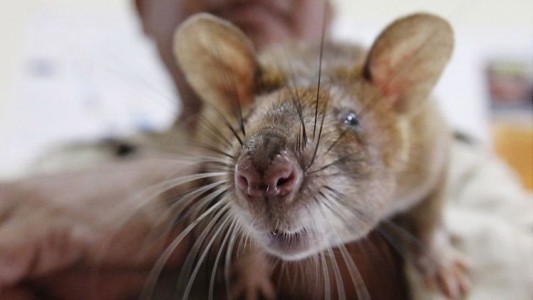 Video: así es la "rata con nariz de cerdo", especie descubierta en Indonesia