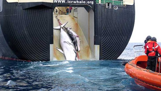 Japón seguirá cazando ballenas en la Antártida a pesar de la prohibición de la ONU