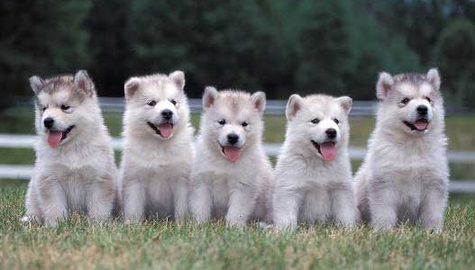 Científicos buscan alargarle la vida a los perros