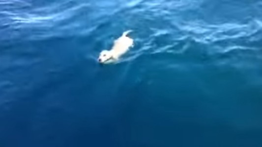Video: viajaban en velero y rescataron a un perro que nadaba en mar abierto