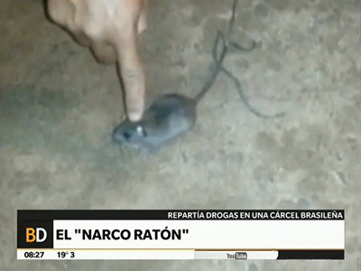 El "narco ratón" de una cárcel brasileña