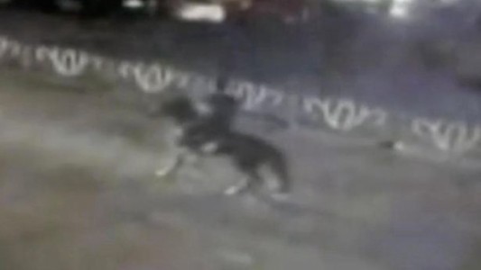 Video: arrolló con el auto a un hombre a caballo que iba a contramano