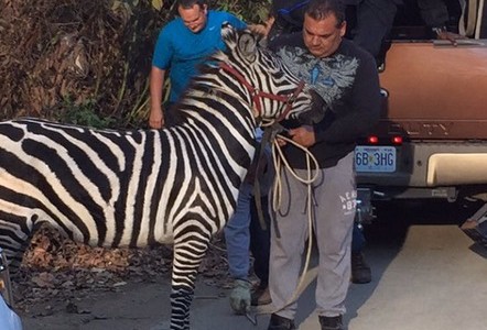 Dos cebras se escaparon de un circo de Filadelfia