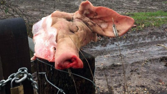 Mensaje racista: hallan 14 cabezas de cerdo en la entrada de un campo de refugiados