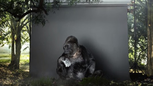 Un gorila envía un mensaje fuerte y claro a los seres humanos
