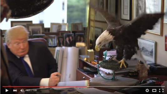 Video: un águila picotea a Donald Trump