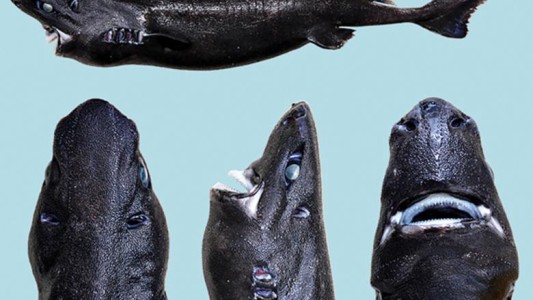 Así es el tiburón linterna ninja, nueva especie descubierta