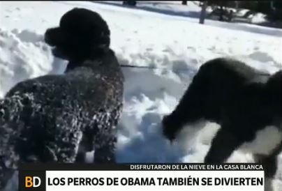 Los perros de la familia Obama disfrutan de la nieve