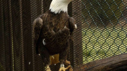 Holanda: La policía entrena a águilas para abatir drones