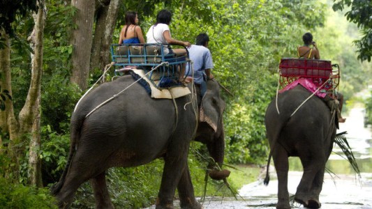 Un elefante mata a un turista británico en el sur de Tailandia