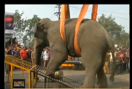 Un elefante causó pánico en la India