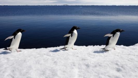 Un iceberg gigante mató a 150.000 pingüinos en la Antártida