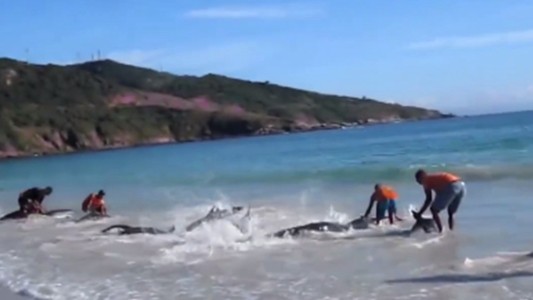 Rescatista especialista en búsqueda de personas viaja a México con su perro