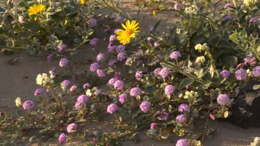 El desierto Valle de la Muerte se llena de vida con flores silvestres