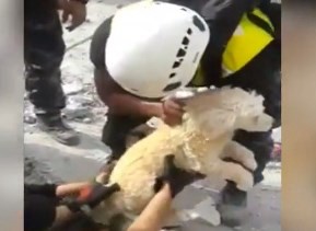 Terremoto en Ecuador: el emotivo rescate de un perro de los escombros