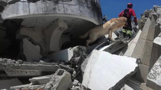 Su novio la dejó y como venganza trató de matar de hambre a su perro