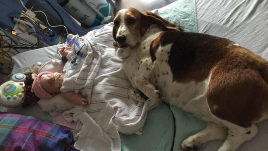 La historia del perro que se niega a abandonar la cama de una bebita moribunda
