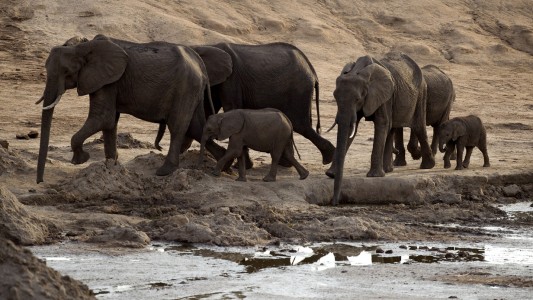 Por la sequía, Zimbabue vende animales salvajes