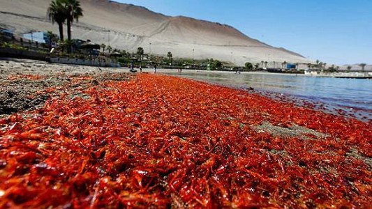 El misterio de los animales varados en las costas de Chile: ahora hallaron miles de langostinos