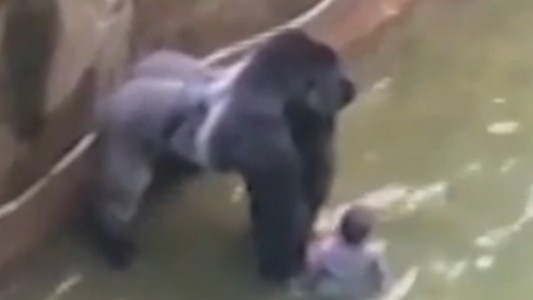 Tras la polémica por la muerte del gorila, habló la mamá del nene: "Los accidentes ocurren"