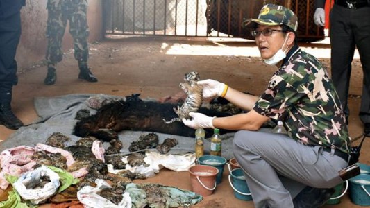 Hallaron 40 tigres bebés muertos en un templo de Tailandia