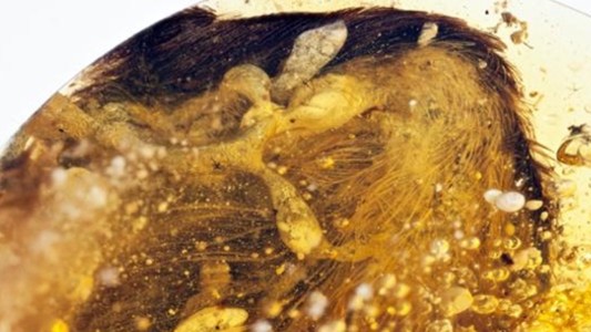 Encuentran conservadas en ámbar las alas de un ave que vivió con los dinosaurios