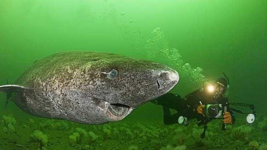 Descubren que un animal vive 400 años