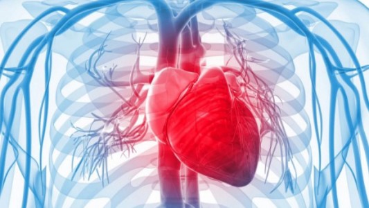 Macabro hallazgo: encontraron un corazón en una bolsa de plástico