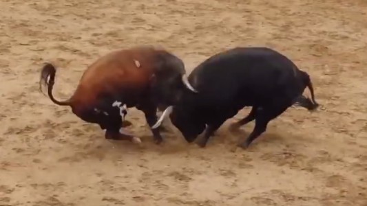 Video: murieron dos toros al chocar de frente