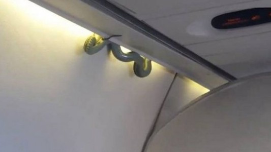 Infartante: Una serpiente se cae sobre los pasajeros en pleno vuelo