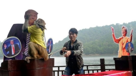 Predicciones: Los animales ya tienen sus pronósticos ¿Gana Trump o Clinton?