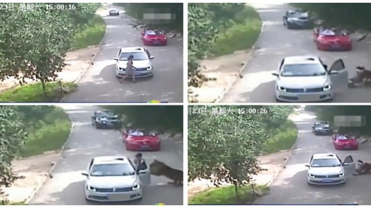 Demanda a un safari de Pekín en el que murió su madre atacada por tigres