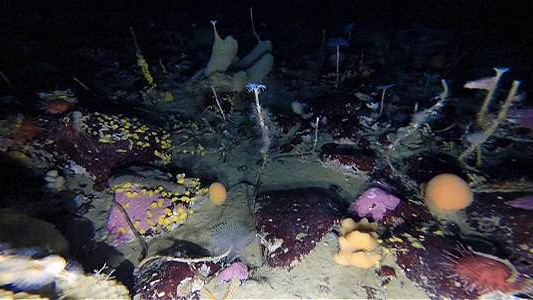 Video: descubrieron un paraíso perdido bajo el hielo de la Antártida