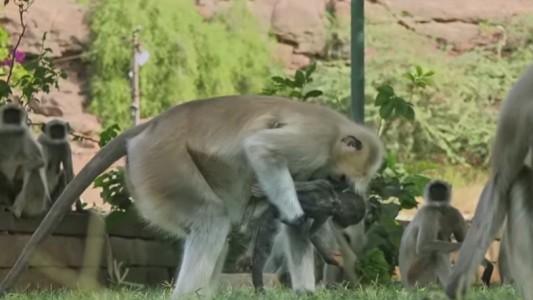 #Duelo Así reaccionan estos monos ante la muerte de una cría "falsa"